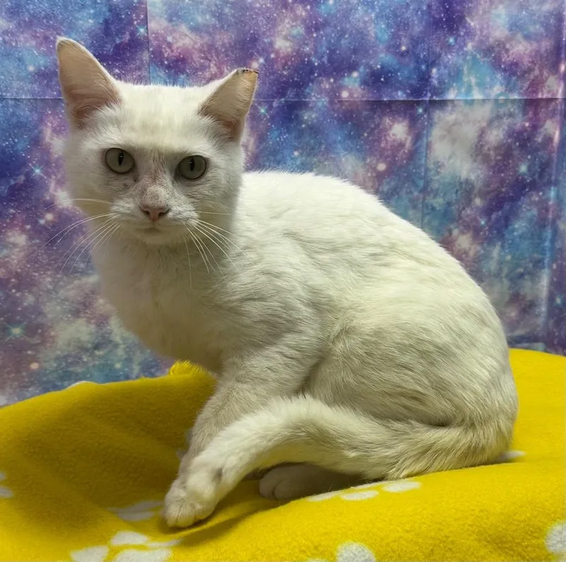 A young large-sized female Domestic Short Hair cat named Pearl for adoption in Washington Court House, OH