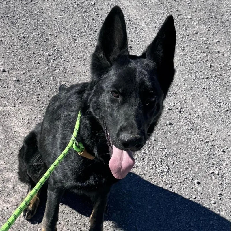 An adult medium-sized female German Shepherd Dog dog named Levi for adoption in Stagecoach, NV