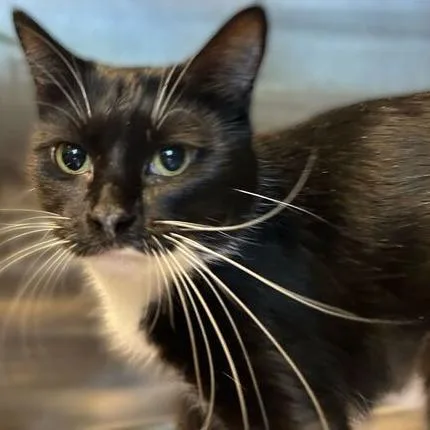 An adult medium-sized female Black Domestic Short Hair cat named Applebee's for adoption in Davenport, IA