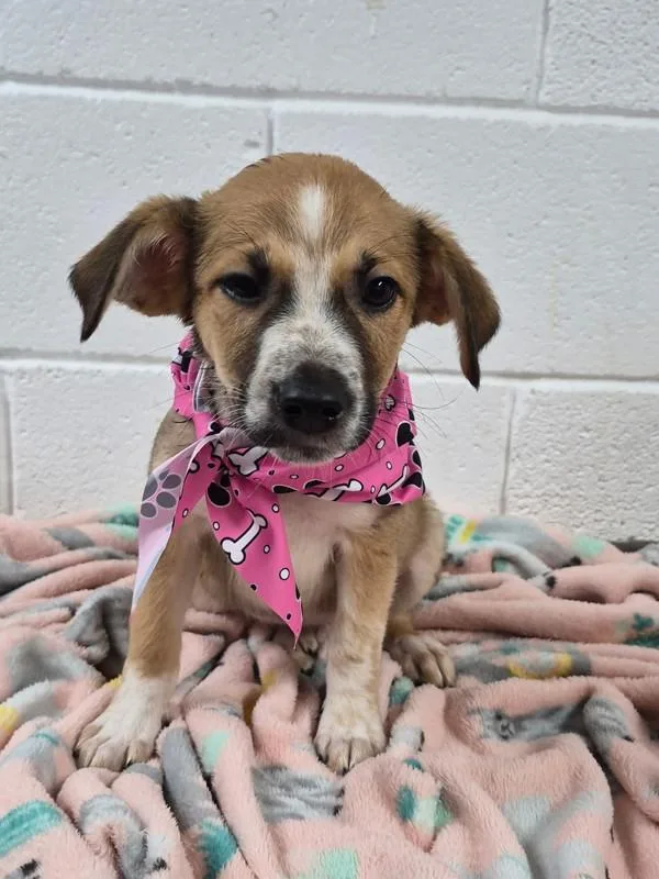 A baby medium-sized female Terrier dog named Ada for adoption in Morristown, TN