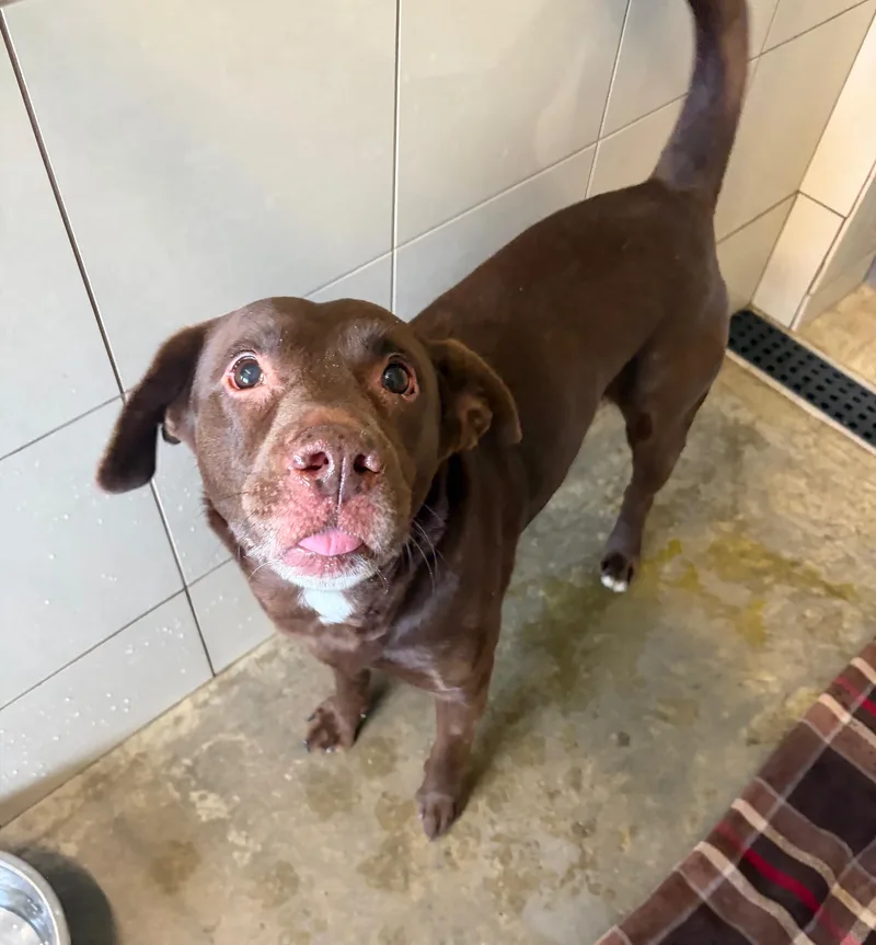 An adult medium-sized male Brown / Chocolate Chocolate Labrador Retriever dog named Clay for adoption in Seneca, PA