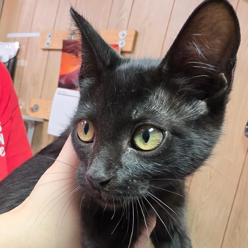 A baby small-sized female Black Domestic Short Hair cat named Hildi for adoption in Leander, TX
