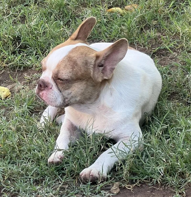 Trio: Stella  Vera thumbnail 2