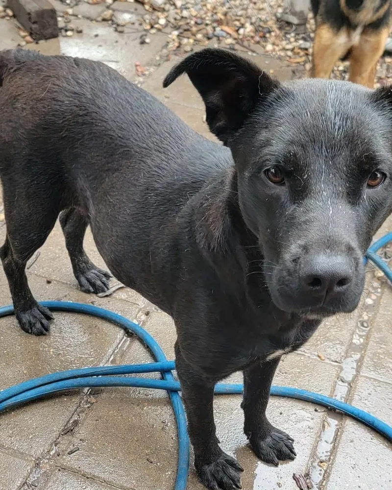 A young large-sized female Black Mixed Breed dog named Lottie for adoption in New Rochelle, NY