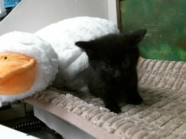 A baby small-sized female Domestic Short Hair cat named Tammy for adoption in Houston, TX