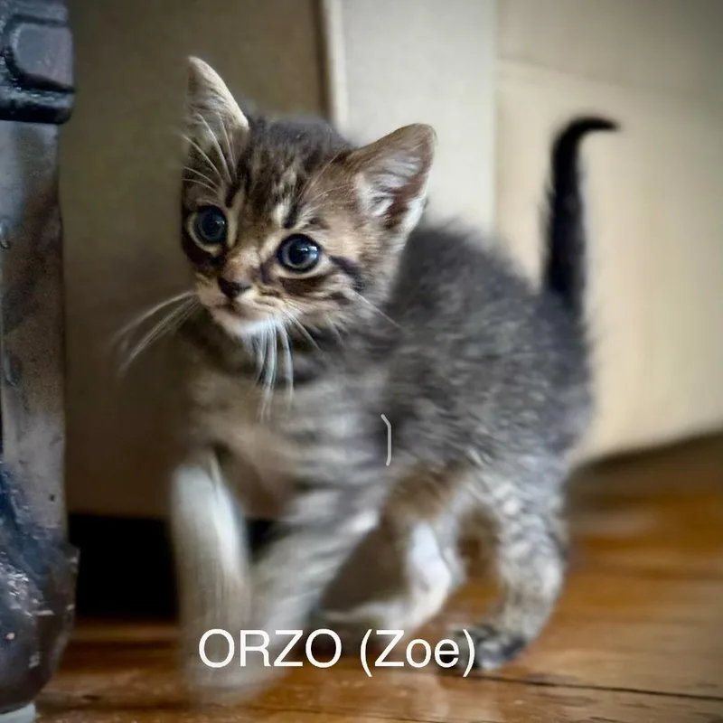 A baby small-sized male Brown / Chocolate Domestic Short Hair cat named Orzo for adoption in Brooklyn, NY