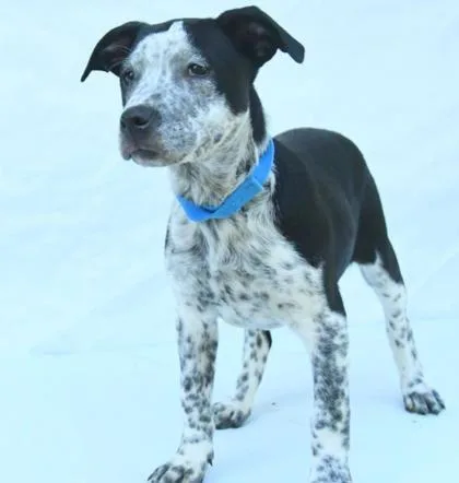 A baby medium-sized male Mixed Breed dog named Scottie for adoption in West Chester, PA