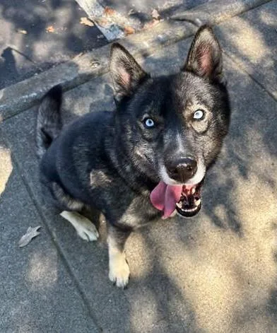 An adult medium-sized male Black Mixed Breed dog named Dave for adoption in Nashville, TN