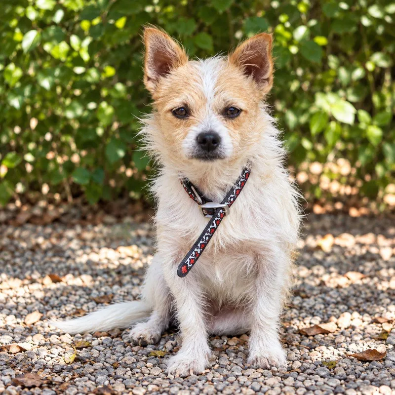 A baby small-sized male Terrier dog named Scruffy for adoption in Plain City, OH