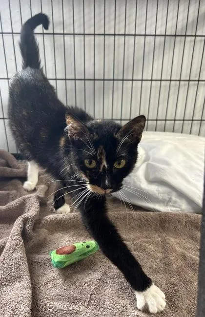 An adult medium-sized female Domestic Short Hair cat named Carolyn for adoption in West Memphis, AR