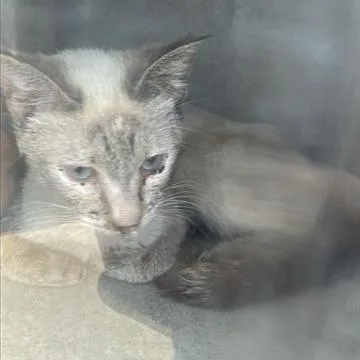 An adult small-sized female Cream / Ivory Siamese cat named Sammy for adoption in San Gabriel, CA