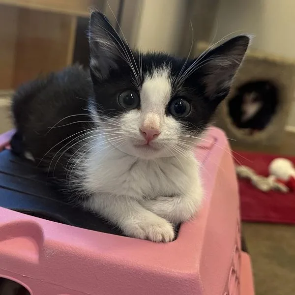 A baby small-sized male Domestic Short Hair cat named Bash for adoption in Walnut Creek, CA