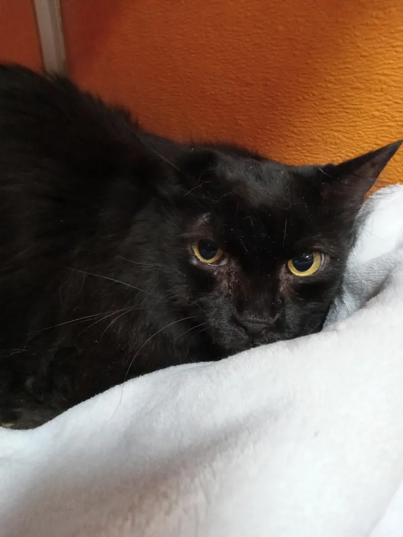 A senior medium-sized male Black Domestic Medium Hair cat named Breadcrumb for adoption in Elyria, OH