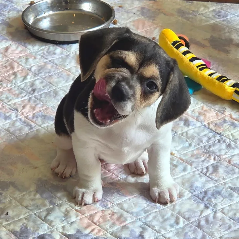 A baby medium-sized female White / Cream Beagle dog named Melody Mae for adoption in Fredericksburg, VA