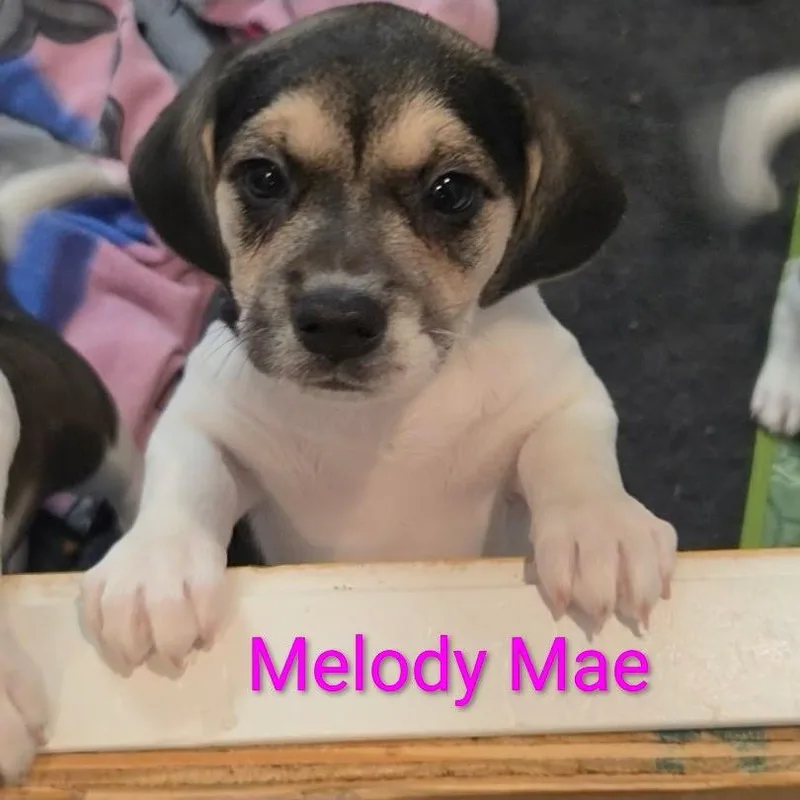 Melody Mae thumbnail 3