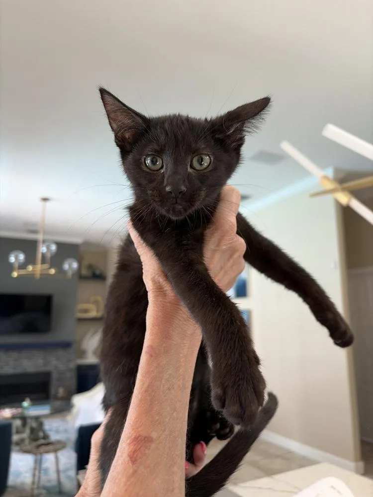 A baby medium-sized male Black American Shorthair cat named Ivy for adoption in Tampa, FL