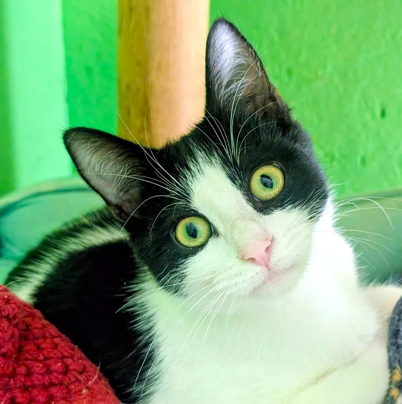 A baby medium-sized female Tortoiseshell Domestic Short Hair cat named Alistair and Annette for adoption in Newport, WA