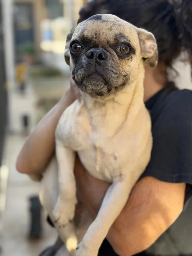A young small-sized female Pug dog named Caroline for adoption in Santa Maria, CA