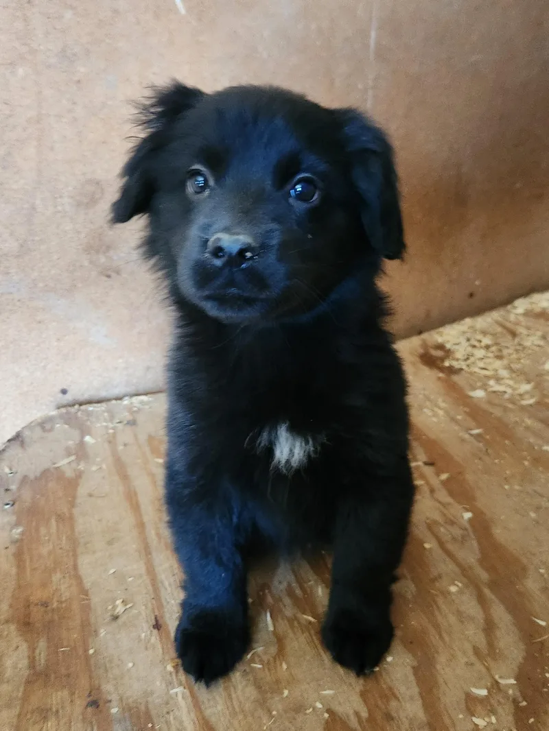 A baby medium-sized female Black Australian Shepherd dog named Amy for adoption in Liberty Center, OH