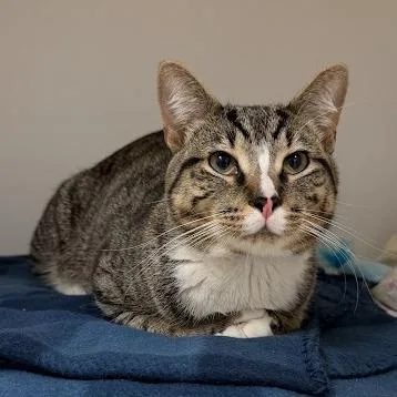 An adult medium-sized male Brown / Chocolate Domestic Short Hair cat named Angelo for adoption in South Elgin, IL