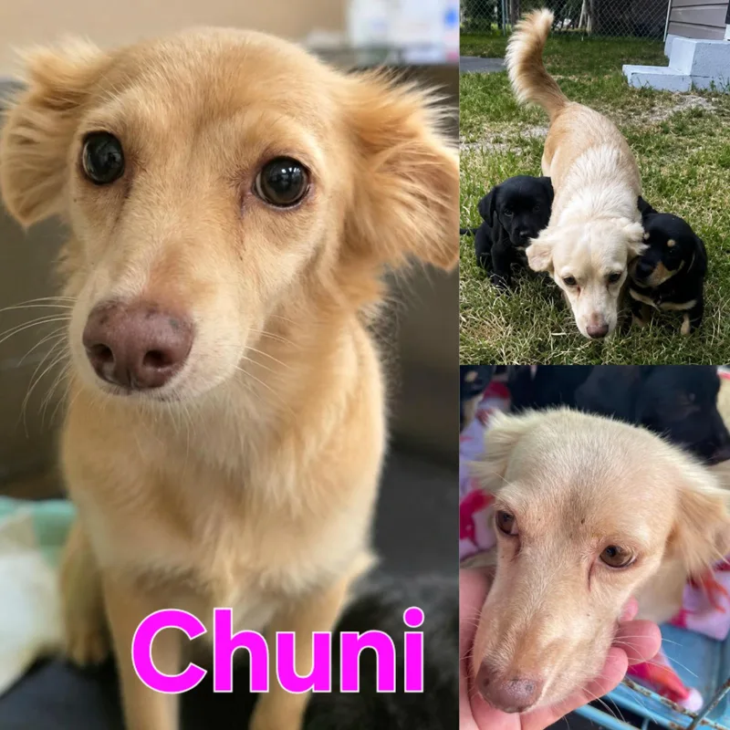 A young small-sized female Yellow / Tan / Blond / Fawn Dachshund (Miniature Long Haired) dog named Chuni for adoption in Dallas, TX