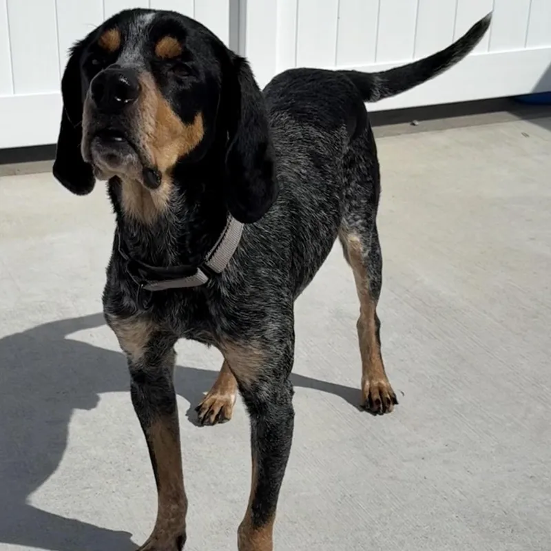 An adult medium-sized male Black Bluetick Coonhound dog named Mickey for adoption in Harrisonburg, VA