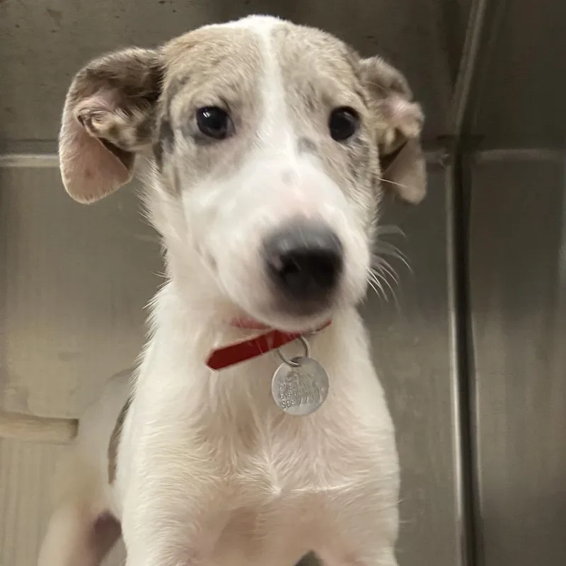 A baby small-sized male English Pointer dog named SCR Jolene for adoption in Port Washington, NY