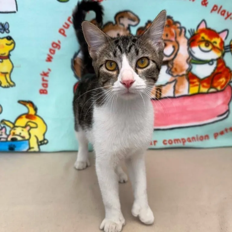 A baby medium-sized male Tabby (Gray / Blue / Silver) Domestic Short Hair cat named White Claw for adoption in Benld, IL