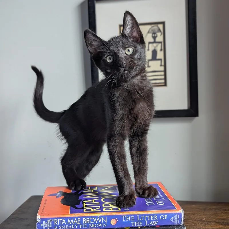A baby medium-sized male Black & White / Tuxedo Domestic Short Hair cat named Jojo for adoption in Tucker, GA