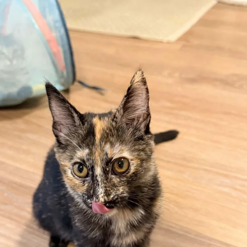 A baby small-sized female Tortoiseshell Domestic Short Hair cat named Bugle for adoption in Gladstone, OR