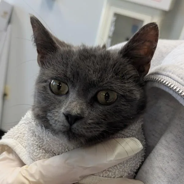 A young medium-sized female Domestic Short Hair cat named Lottie for adoption in Des Moines, IA