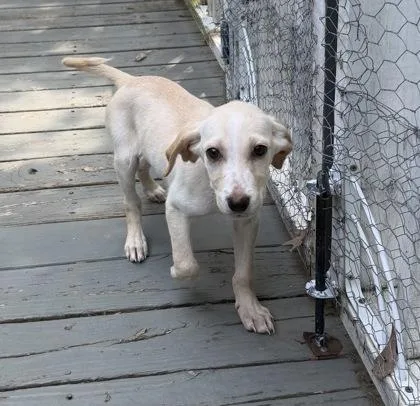 A young small-sized female Hound dog named B Bambi for adoption in North Charleston, SC