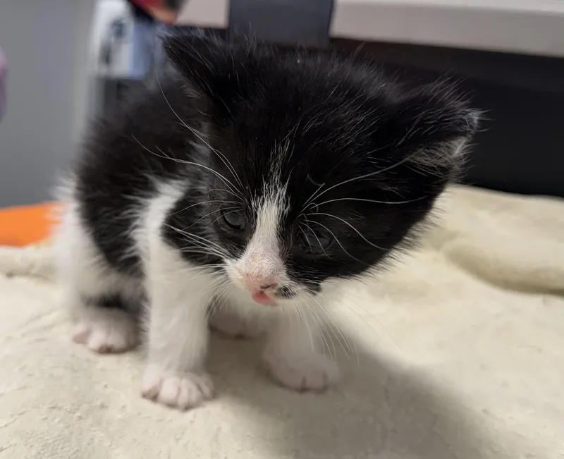 A baby small-sized female Domestic Short Hair cat named Harper for adoption in Pinson, AL