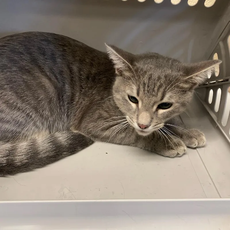 An adult large-sized male Gray / Blue / Silver Domestic Short Hair cat named Cyrus for adoption in Memphis, TN