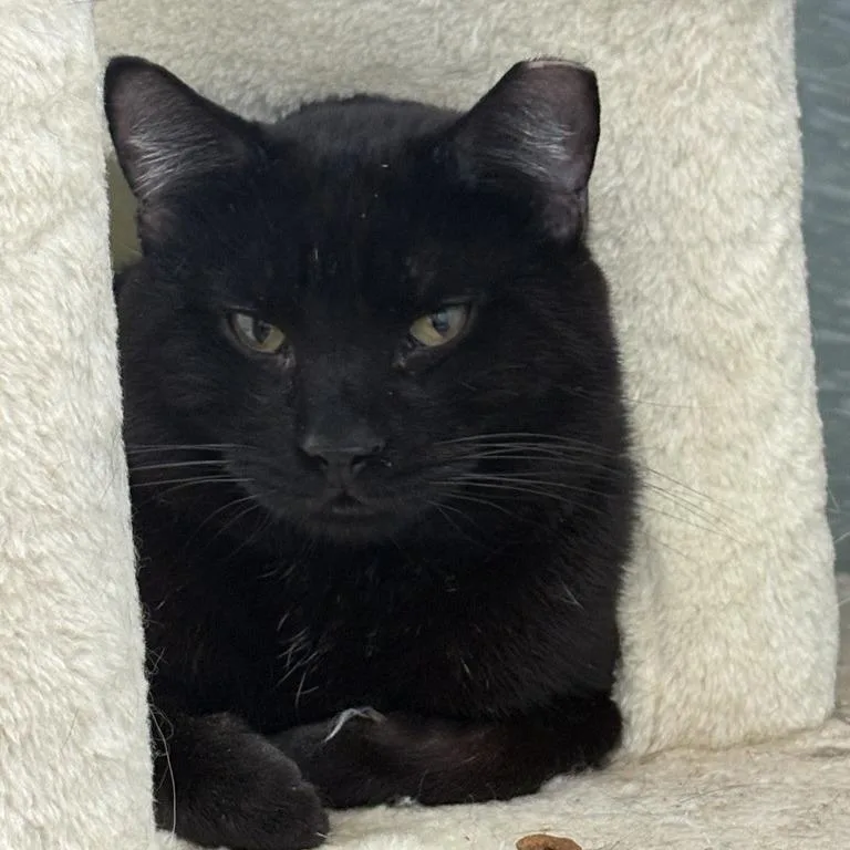 An adult medium-sized male Brown / Chocolate Domestic Short Hair cat named Bran for adoption in Middletown, RI