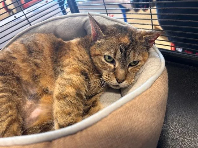 An adult medium-sized female Dilute Tortoiseshell Domestic Short Hair cat named Mama Darby for adoption in Yardley, PA