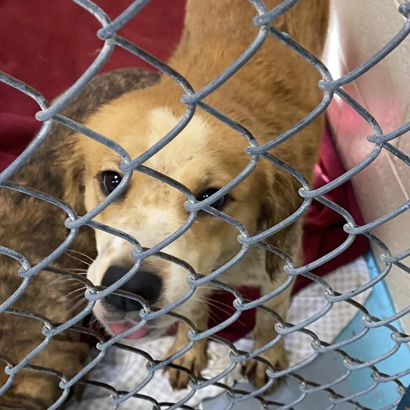 An adult medium-sized female Yellow / Tan / Blond / Fawn Mixed Breed dog named Ally Sheedy for adoption in Charleston, WV