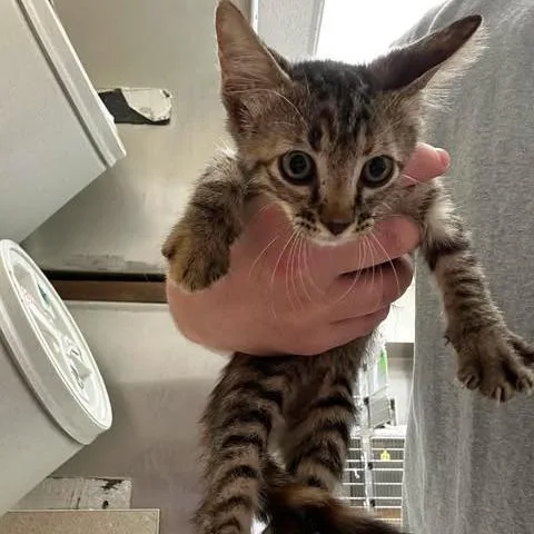 A baby small-sized female Black Domestic Short Hair cat named Sassy for adoption in Bastrop, TX
