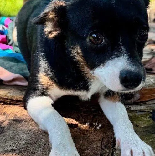 A young small-sized female Black Chihuahua dog named Rosie for adoption in Jackson, LA