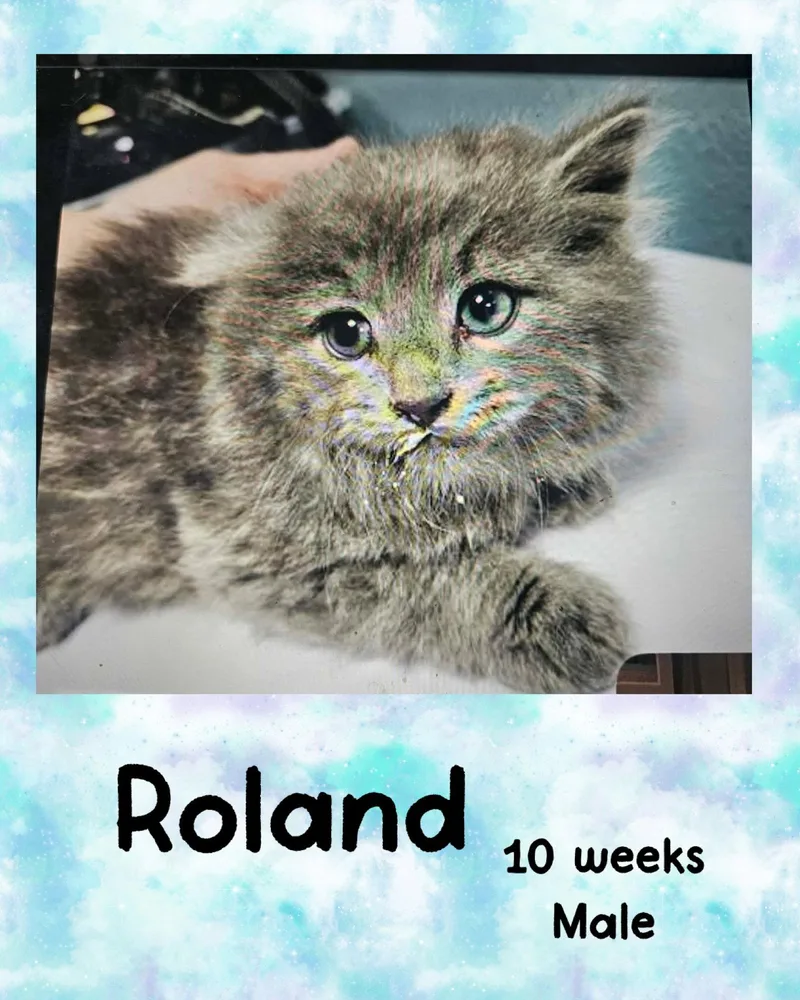 A young medium-sized male Domestic Medium Hair cat named Roland for adoption in Holbrook, NY