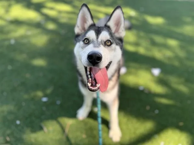 A young large-sized male Siberian Husky dog named Benito for adoption in Antioch, CA