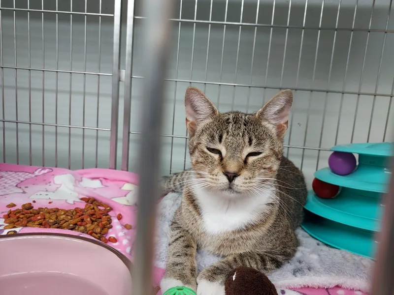 An adult medium-sized female Tabby (Brown / Chocolate) Domestic Short Hair cat named Rosalie for adoption in Ellicott City, MD