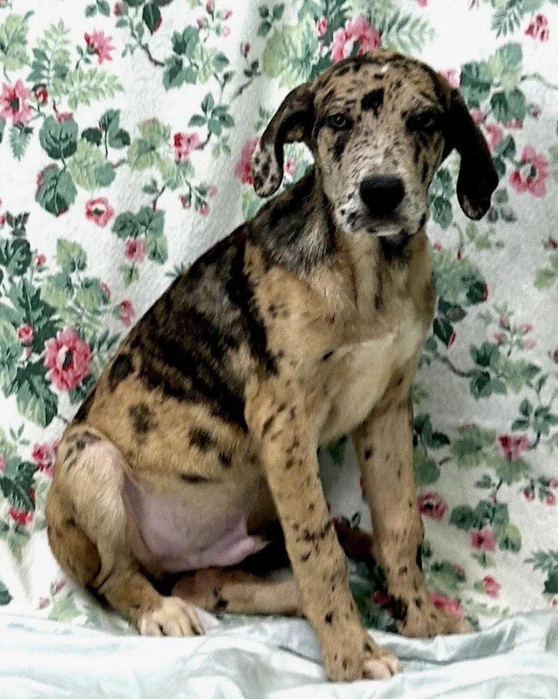 A young large-sized male Catahoula Leopard Dog dog named Chips Ahoy for adoption in Wetumpka, AL