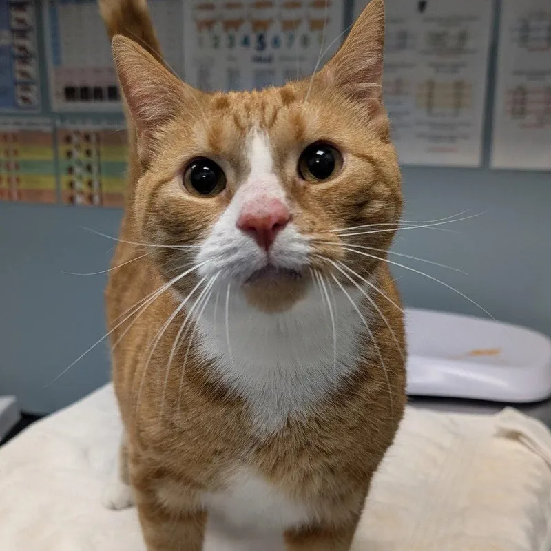 An adult medium-sized male Orange / Red Domestic Short Hair cat named King Luvbug for adoption in New Castle, DE