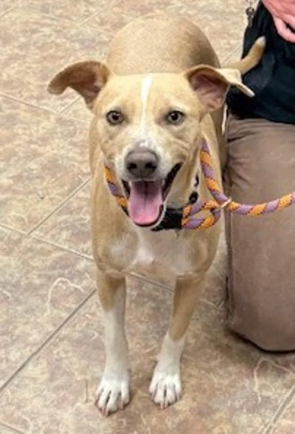 An adult medium-sized male Whippet dog named Chase for adoption in Littleton, CO