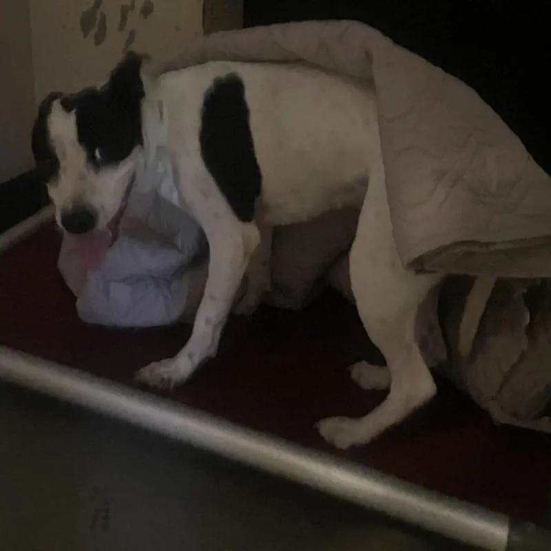 An adult medium-sized female White / Cream Pit Bull Terrier dog named IVHSStray for adoption in San Gabriel, CA