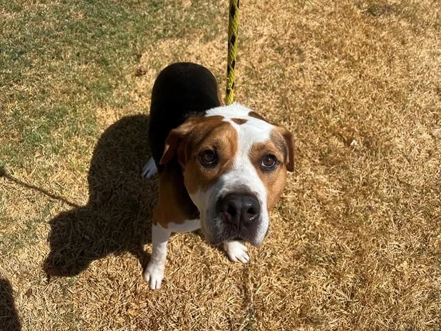 An adult large-sized male Pit Bull Terrier dog named Arrow for adoption in Garland, TX