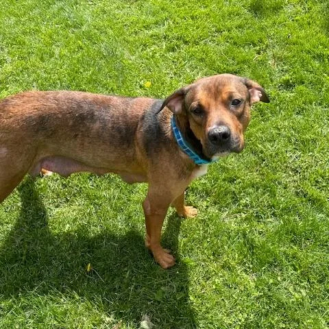 An adult large-sized female Brown / Chocolate Shepherd dog named Savannah for adoption in Dayton, OH