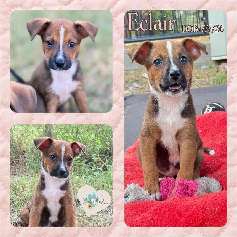 Eclair thumbnail 3