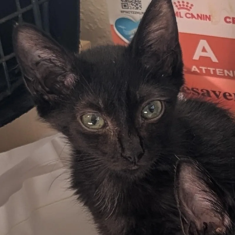 A baby small-sized female Black Domestic Short Hair cat named Straya for adoption in Bradenton, FL